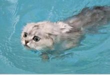 鏟屎官想救貓咪上岸，結果貓咪自己失誤-頭條楓林網