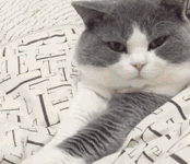 鏟屎官伸出手想去摸摸貓咪的爪爪，沒想到貓這反應…-頭條楓林網