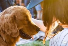 單身狗千萬別養狗，你會被虐哭的！-頭條楓林網