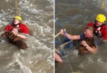 狗狗掉入湍流河中，主人奮不顧身跳入相救，差點兒丟掉兩條命-頭條楓林網