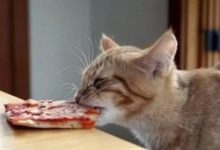 貓咪偷吃東西的樣子好可愛-頭條楓林網