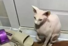 女子拿著吹風機幫著洗澡完的貓咪吹，卻遭到它的強烈抗拒-頭條楓林網