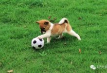 狗狗缺鈣了，會有哪些表現呢？-頭條楓林網