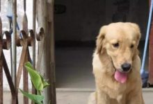 病重主人想為金毛另尋幸福，狗狗卻每天撿來瓶子，這孩子太懂事！-頭條楓林網