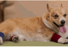 帶上你家主子喝星巴克了嗎？-頭條楓林網