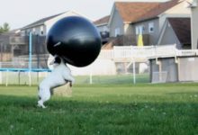 放飛自我的動物們-頭條楓林網