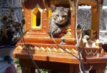 一副理所應當的表情！-頭條楓林網