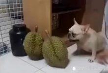 網友買回來兩個榴槤，狗子守在邊上不給人碰，一個小動作讓主人笑到打滾！-頭條楓林網