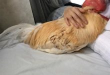 跟人類一起抱抱、睡覺的「寵物雞」-頭條楓林網