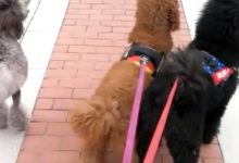 遛三隻巨貴就覺得拉風？你把牽豬上街的放哪了？-頭條楓林網