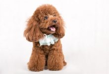 泰迪狗狗吃營養膏好不好，狗狗營養膏有副作用嗎-頭條楓林網