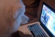 男子帶著狗狗出門玩時拍了一段視頻，回家時重放給它看，簡直開心得不行！-頭條楓林網