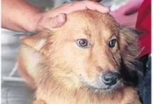 狗狗從垃圾堆里叼回一個白袋子，主人嚇到馬上報警-頭條楓林網