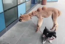 當一隻狗掌握了在中國東北街道上遛羊駝的技能-頭條楓林網