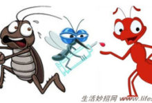 螞蟻怕酸、蚊子怕辣、蟑螂怕香！ 低成本驅蟲妙法-頭條楓林網