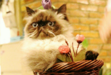 貓夜裡鬧怎麼處理，貓夜裡鬧貓怎麼處理-頭條楓林網