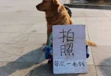 金毛自力更生靠自己賺狗糧，路邊陪拍照賺錢，一張照片一毛！-頭條楓林網