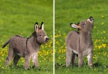 還是寶寶的時候最萌化人心-頭條楓林網