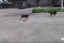 最容易的一次救援行動——汪星人看到救援人員主動跑過去！-頭條楓林網