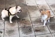 貓咪這一爪，可能是用「內力」打出來的，這次遇到了「碰瓷狗」攤上大事了！-頭條楓林網