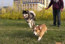 春遊是怎麼樣的？看到狗狗這滿身的泥濘，我大概知道了......-頭條楓林網