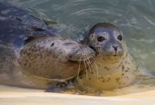 都說有情人終成眷屬，但這兩隻「猛獸」夫妻只能靠視頻秀恩愛！-頭條楓林網