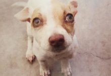 從毒蟲房間里解救出來的小狗，看到救命恩人秒賣萌-頭條楓林網