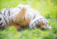 嘿，想要摸我的肚肚嗎？很好摸的~-頭條楓林網