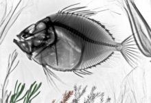 X光透視下的自然之美-頭條楓林網