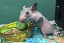 這隻天生無毛的小倉鼠遭人類遺棄，被拯救後好萌-頭條楓林網