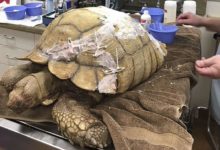 加利福尼亞龜龜破殼，得到4000美元修理費-頭條楓林網