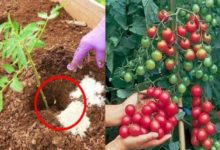 沒想到「盆栽番茄」加了這一種東西，結的果子吃都吃不完！ 太實用了，不分享可惜了~-頭條楓林網