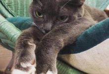 喵星人攝人的犀利眼神-頭條楓林網