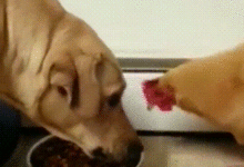 拉布拉多被母雞搶了狗糧，汪：我不要面子的啊！？-頭條楓林網