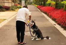 鏟屎官測試二哈智商，用一個飲料瓶拴住它，把二哈嚇的不敢動-頭條楓林網