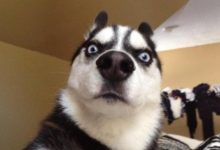 你看那個 AI，好像一隻狗啊-頭條楓林網