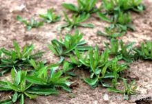 這個野菜，傳播著春天的氣息，散發著頑強的生命力，用來涼拌很好吃-頭條楓林網