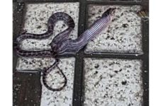 男子「撿錢」撿到驚嚇，當場被奇怪物種嚇得目瞪口呆！-頭條楓林網