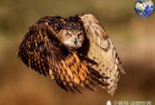 這種猛禽一窩生四隻，幼鳥想要活下來就要把自己的兄弟姐妹吃掉-頭條楓林網