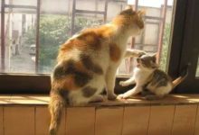 大貓咪憑藉體形欺負小橘貓-頭條楓林網