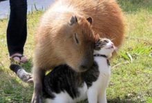 水豚簡直就是交際新星-頭條楓林網