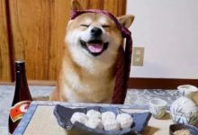 你以為你看到的網紅狗照片沒有水分么？它們在家其實是這樣的…-頭條楓林網