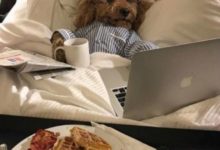 一隻「白富美」狗狗的自述！-頭條楓林網