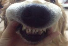 想讓狗狗活的時間久，最不能忽視的就是狗狗的牙齒！-頭條楓林網