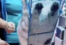 給貓咪買了個便攜籠子，將它裝進去後主人懵了：低估它的身材了-頭條楓林網