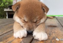 女孩3歲起苦盼6年 媽媽送上小柴犬的瞬間…太讓人動容了-頭條楓林網