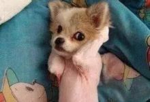 不會給狗狗剪毛洗澡等美容問題的家長們看過來啦！-頭條楓林網