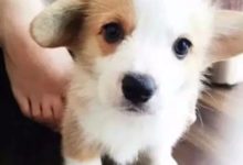 這柯基跳起海草舞，簡直魔性的不得了啊有木有-頭條楓林網