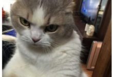 女孩在外面擼貓回來後 被主子發現了 用這眼神看了她一晚上-頭條楓林網