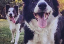 大火燒毀40萬公頃林木  3隻邊牧擔任